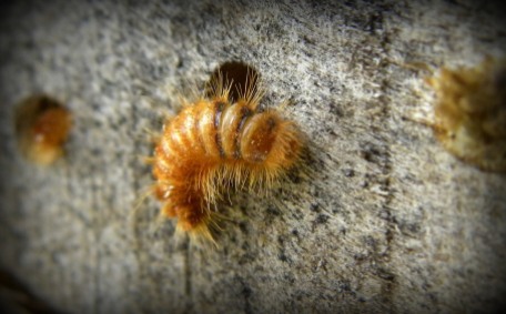 larve van Spekkever