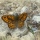 Kreta vlinders